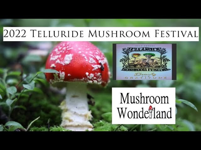 Telluride Mushroom Identification Walks