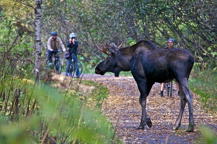 Tony Knowles Coastal Trail (Full Traverse with Alaska Wildlife Conservation Center Access)