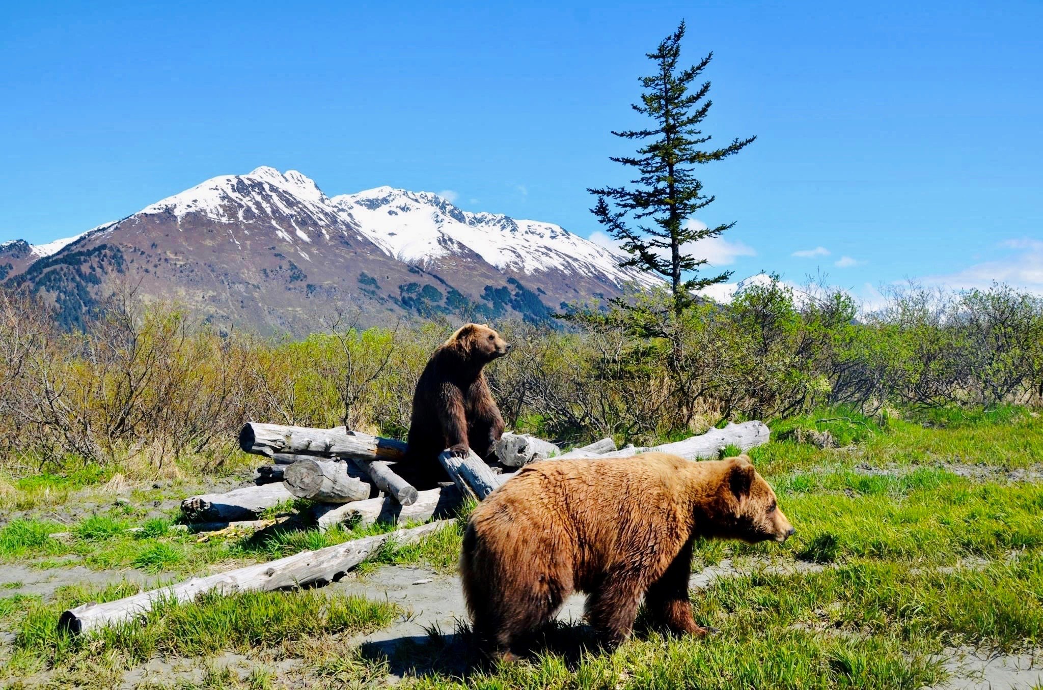 Alaska Wildlife Conservation Center