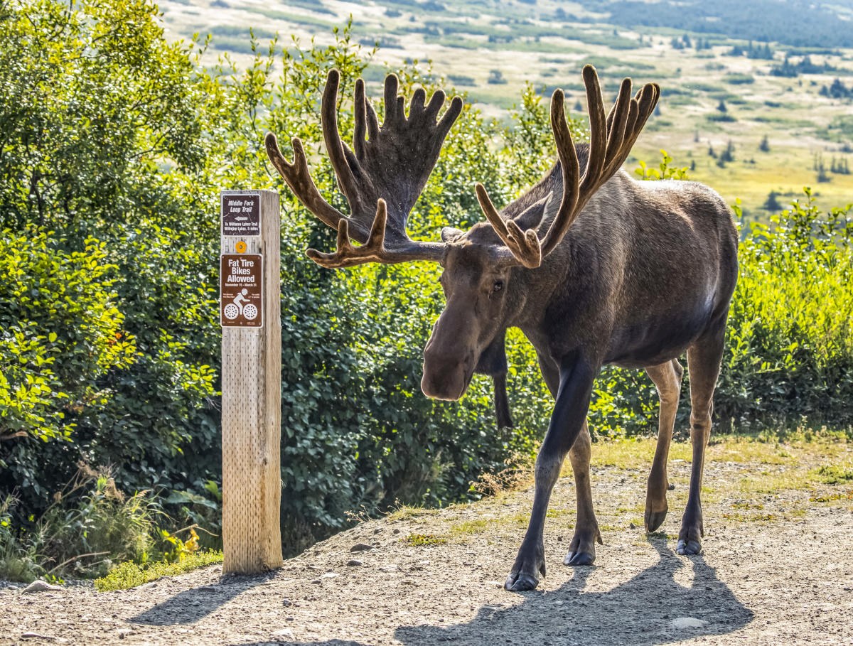 The Seasoned Moose