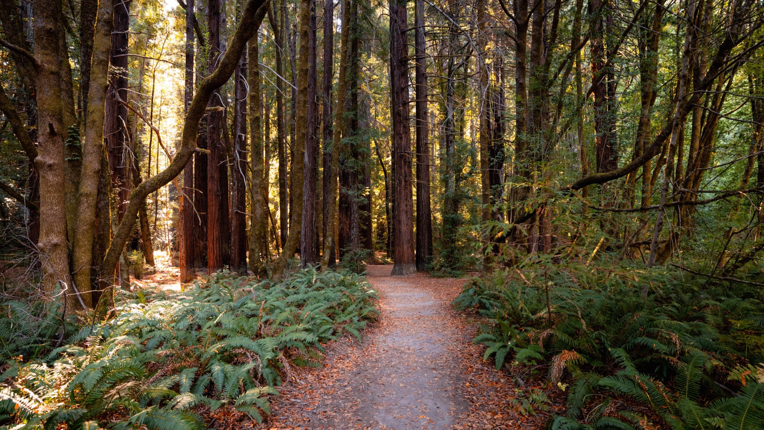 Hendy Woods State Park