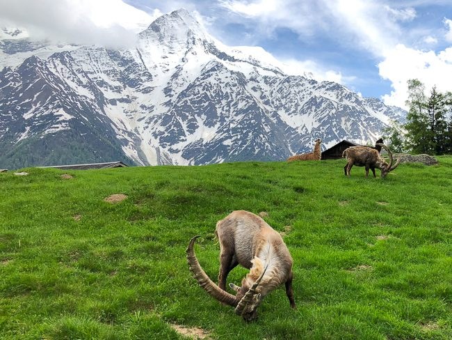 Merlet Animal Park Alpine Farm Experience