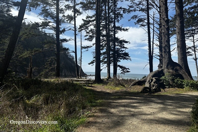 Old Growth Forest Trail at Oswald West State Park
