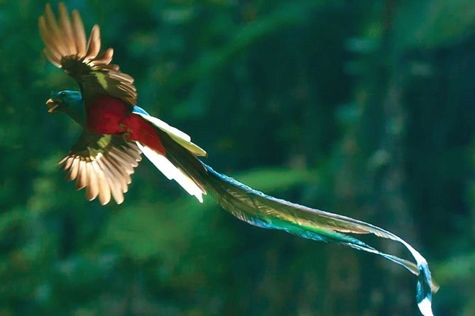 Savegre River Birdwatching & Resplendent Quetzal Expedition