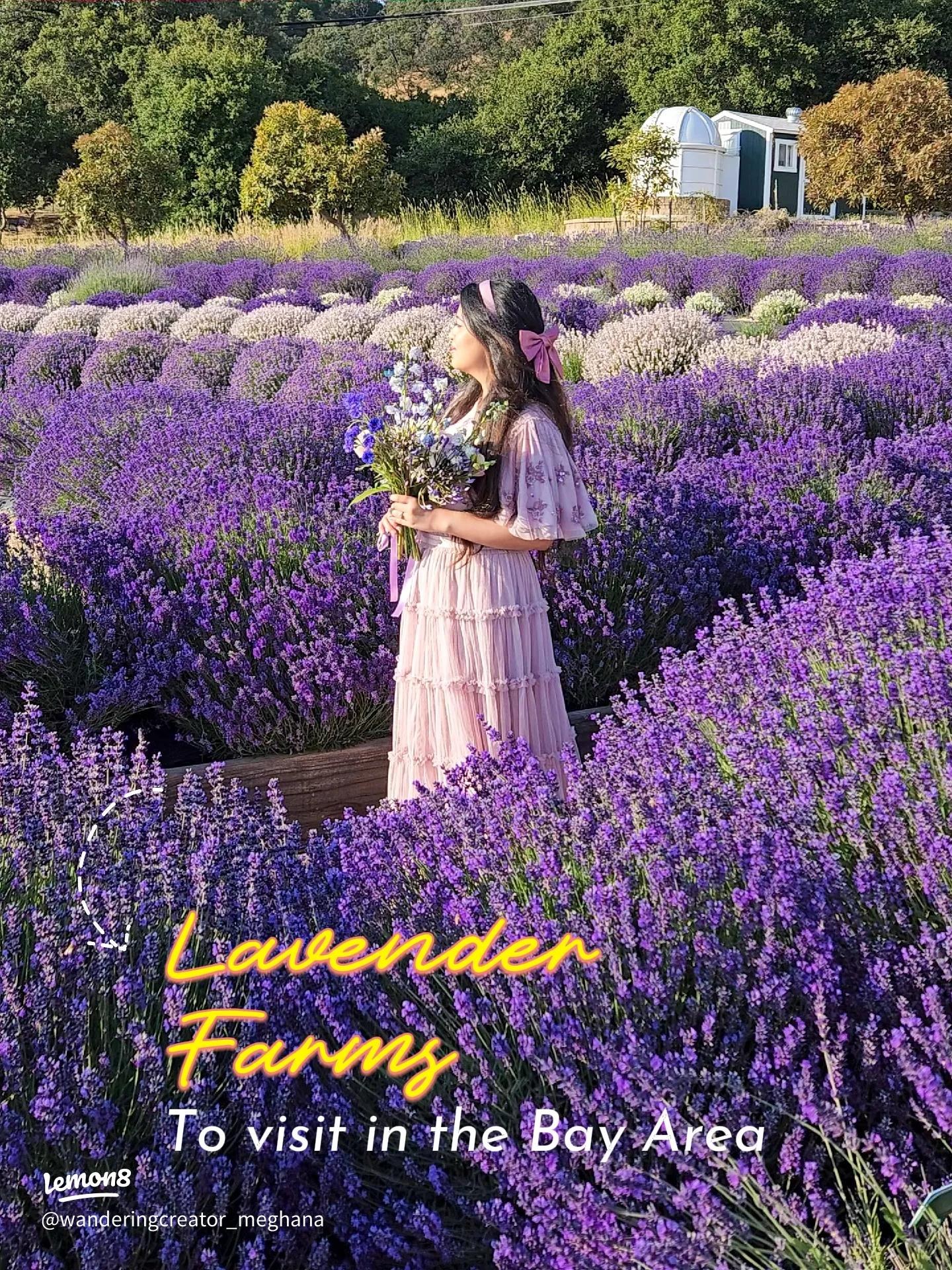 Vashon Island – Lavender Fields & Local Artist Community