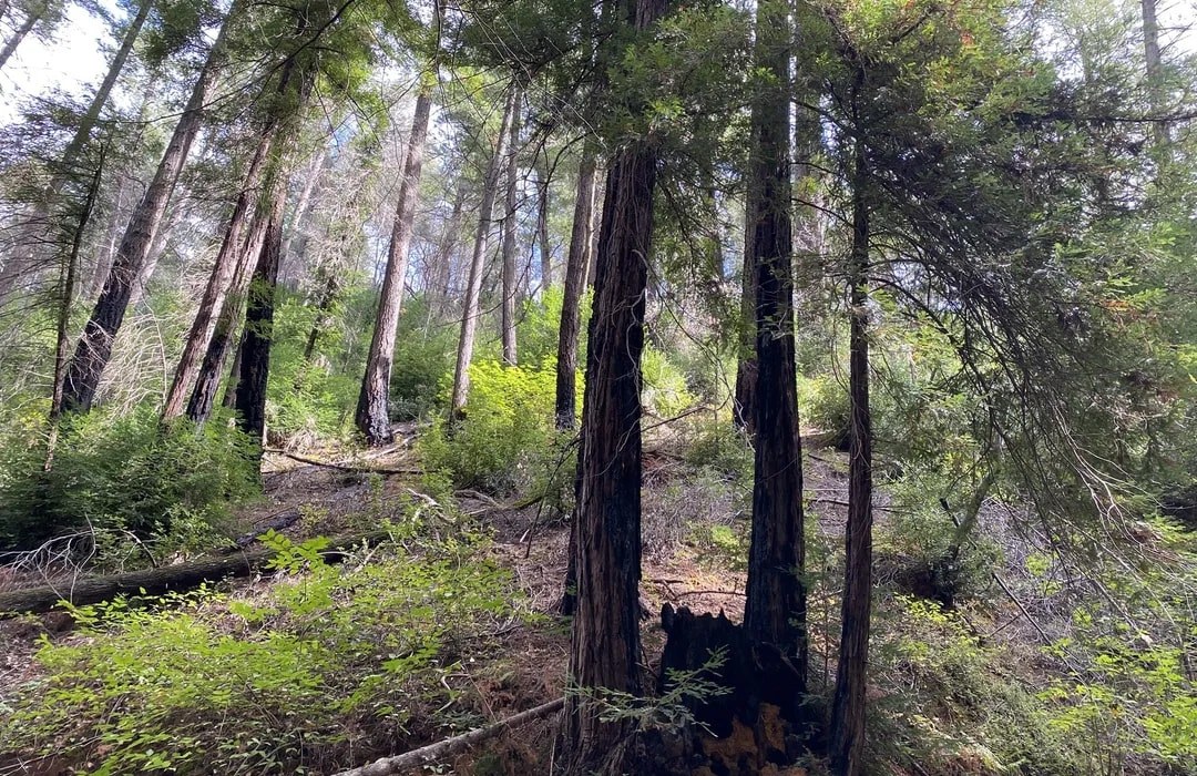 Bothe-Napa Valley State Park - Hiking & Old Growth Forest