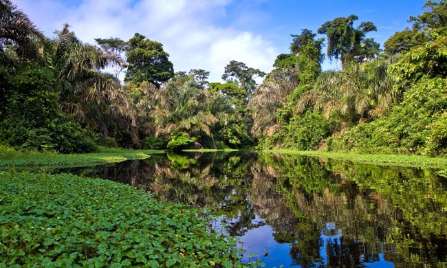 Soberanía National Park (Guided Canopy & Riverside Walks)