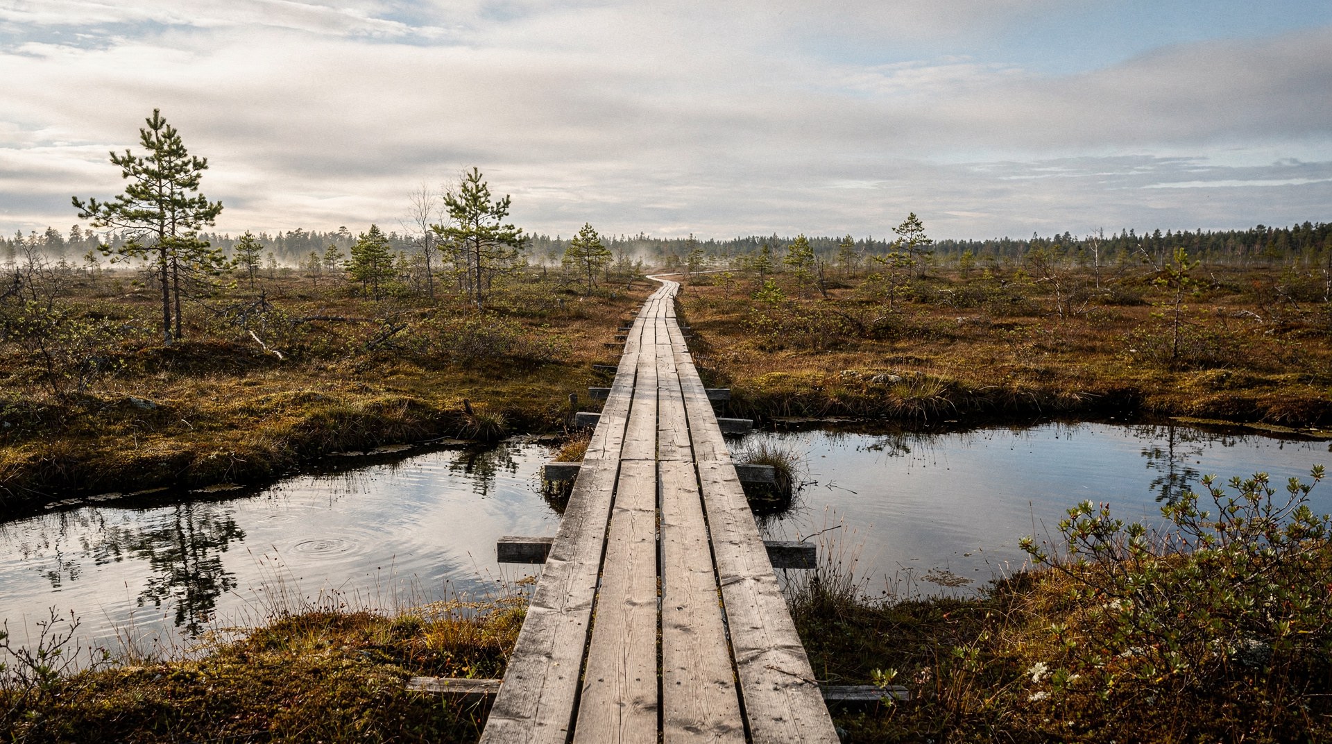 Viru Bog Boardwalk Trail