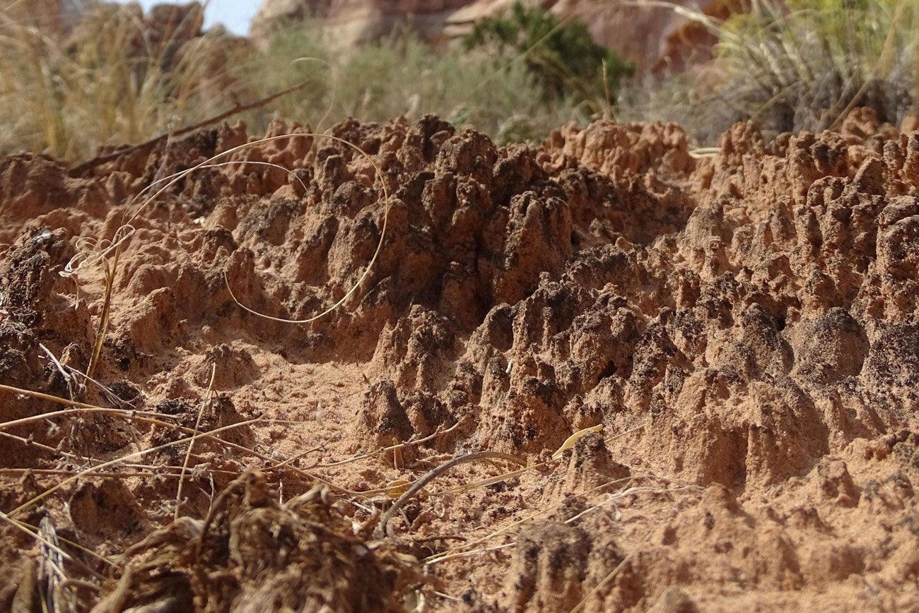 Cryptobiotic Soil Restoration Project—Guided Scientific Experience