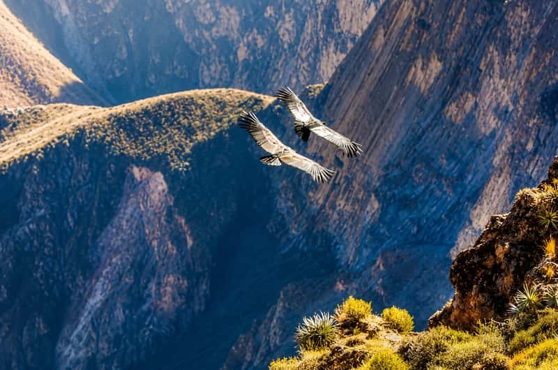 Colca Canyon - Premium Hiking Expedition