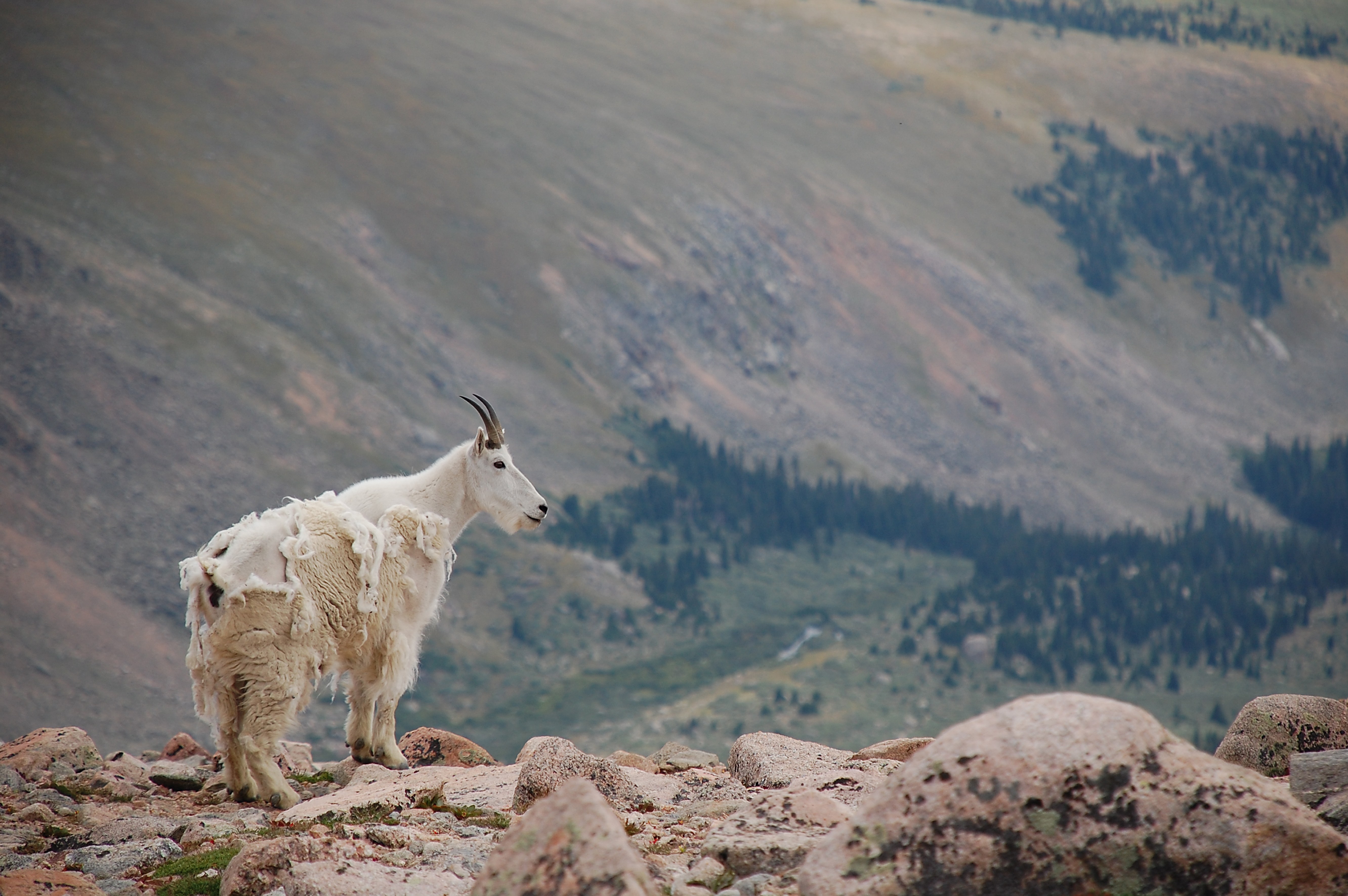 Swan Mountain Goat Herds & High Country Trekking