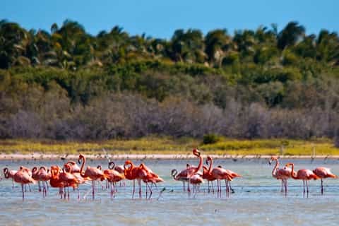 Oviedo Lagoon Birdwatching & Kayak Expedition