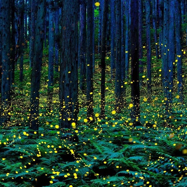 Hiroshima-ken Fureai Park (Firefly Season)