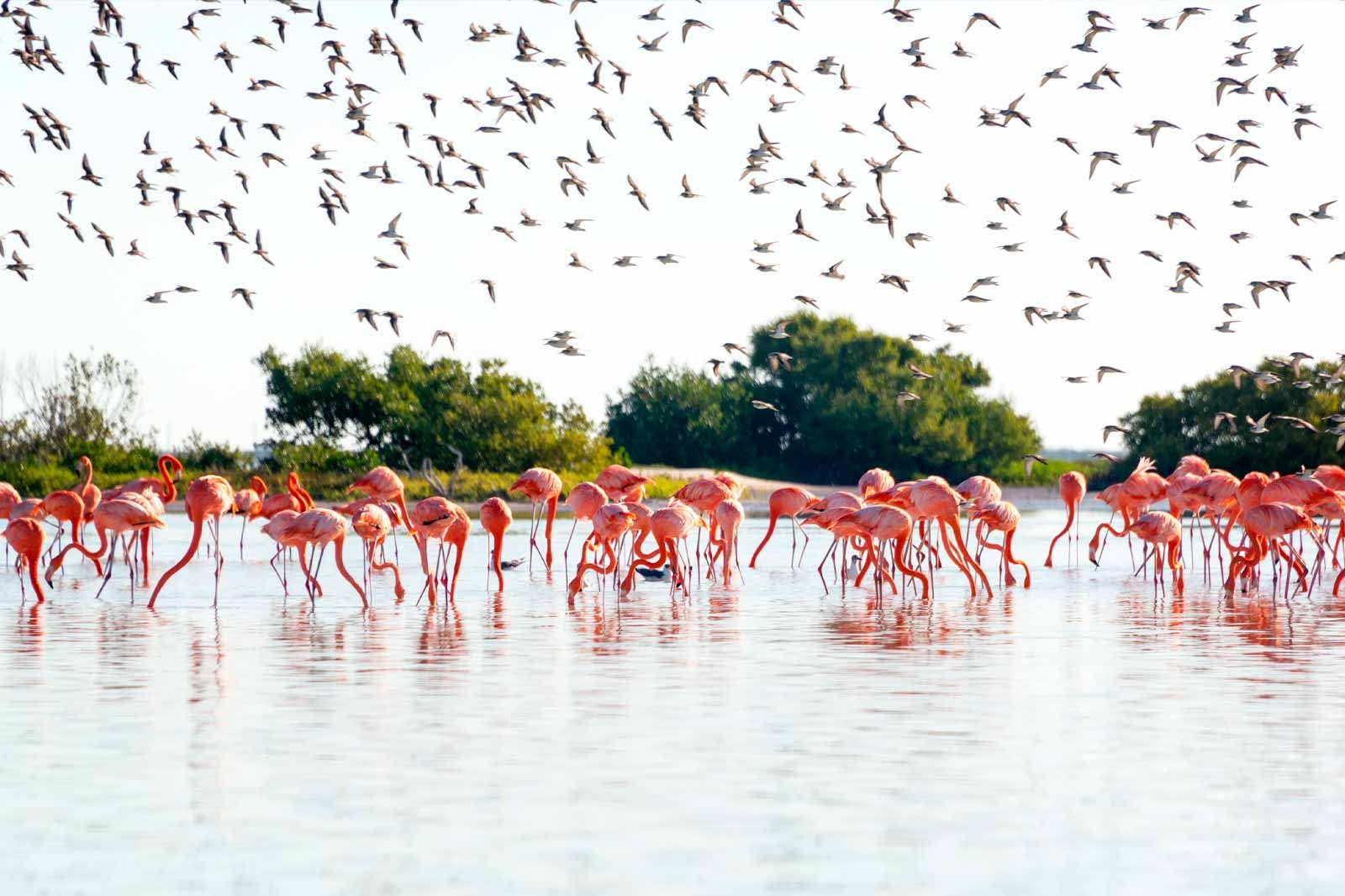 Ría Lagartos Biosphere Reserve