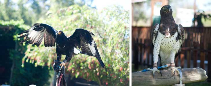 Spier Estate Falconry Experience