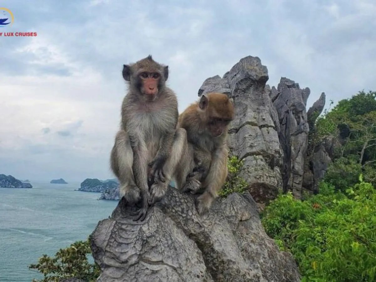 Monkey Island Eco-Trek & Primate Research Visit