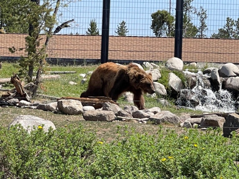Grizzly & Wolf Discovery Center (West Yellowstone Educational Experience)