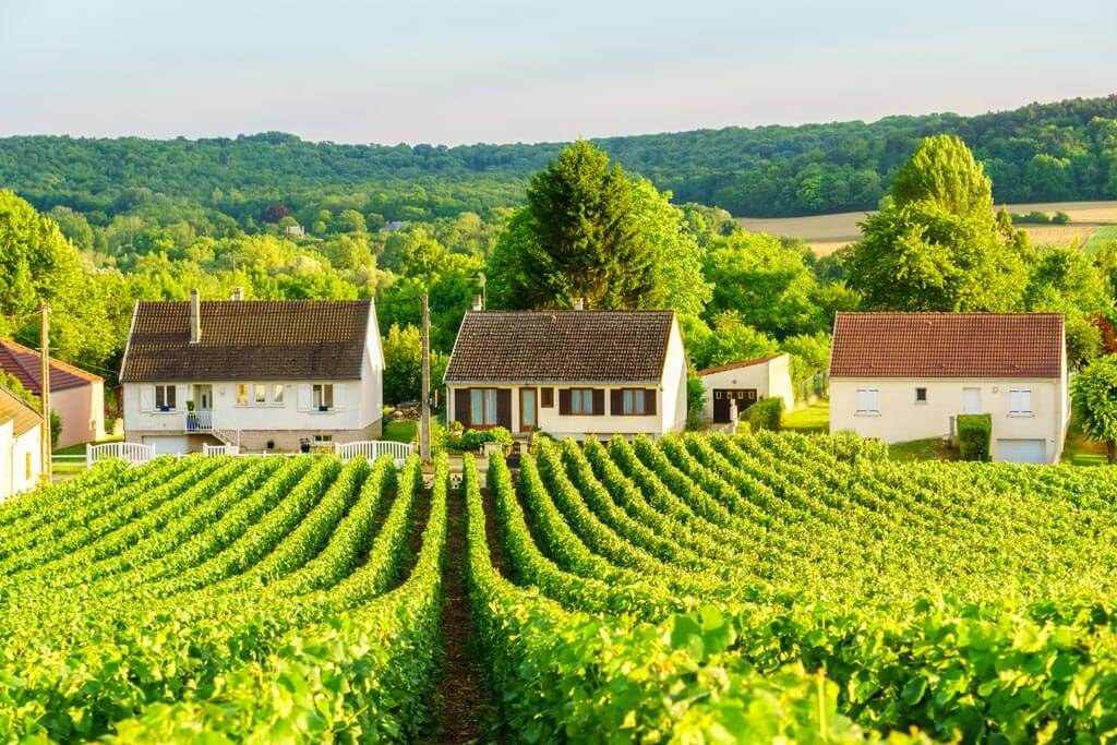 Épernay Champagne Houses & Vineyard Lunch