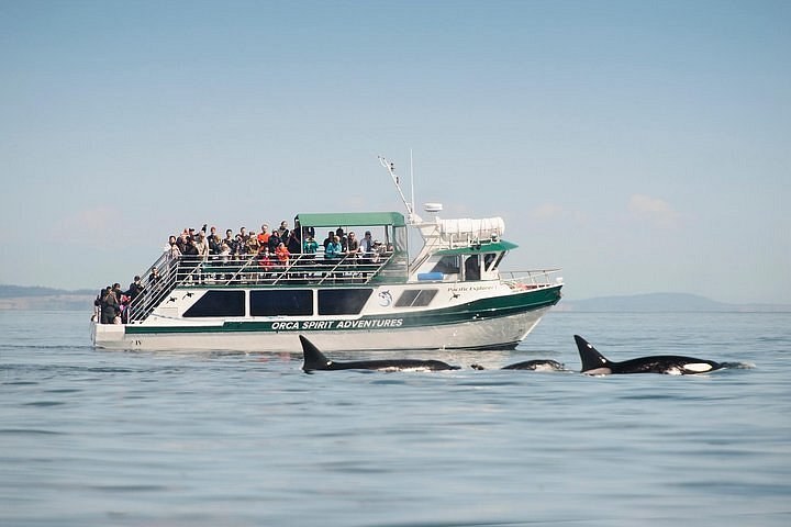 Private Whale Watching and Wildlife Tour (Capt. Jim's Whale Watching)