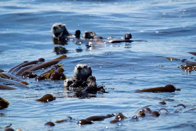 Ucluelet Aquarium and Wildlife Observation Tours