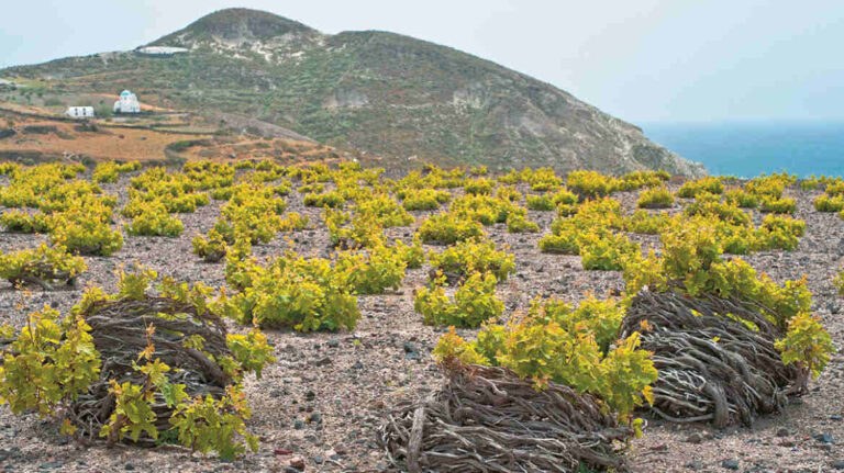 Emporeon Winery – Sustainable Pumice Farming Innovation Lab