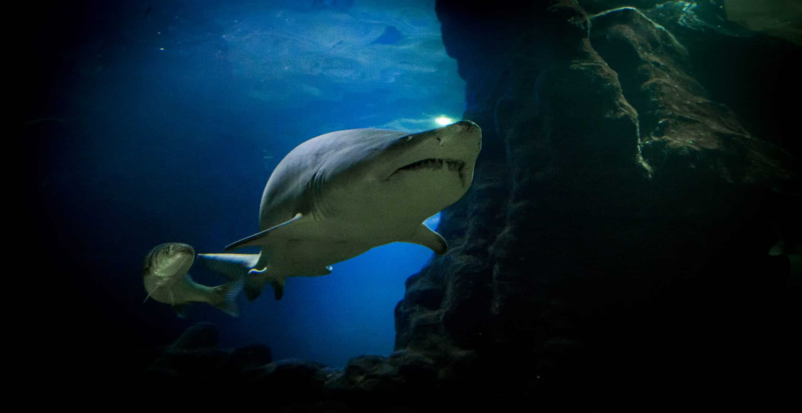 Deep Sea World Aquarium