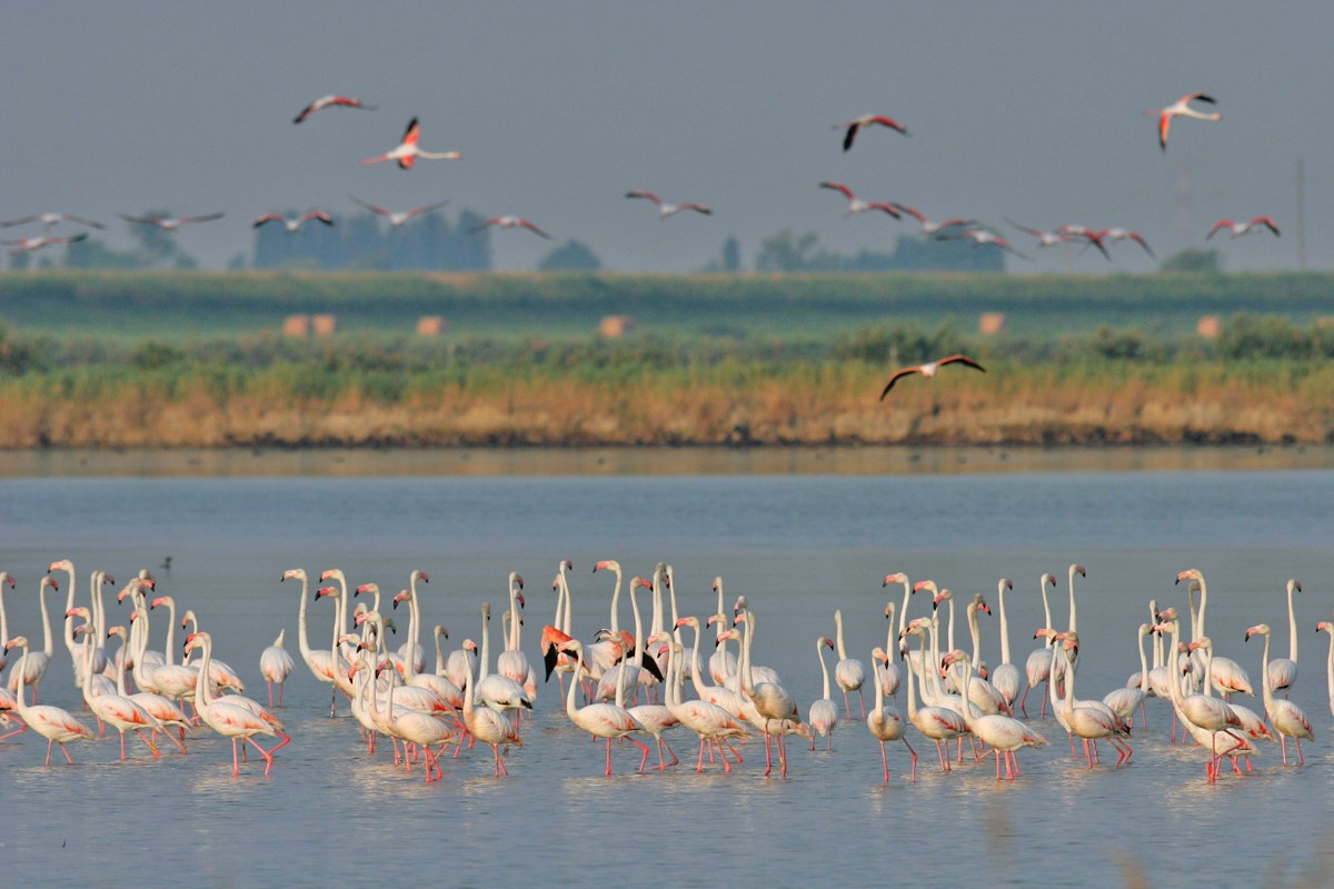 Lagoon Bird-Watching with Naturalist (Valli di Comacchio)