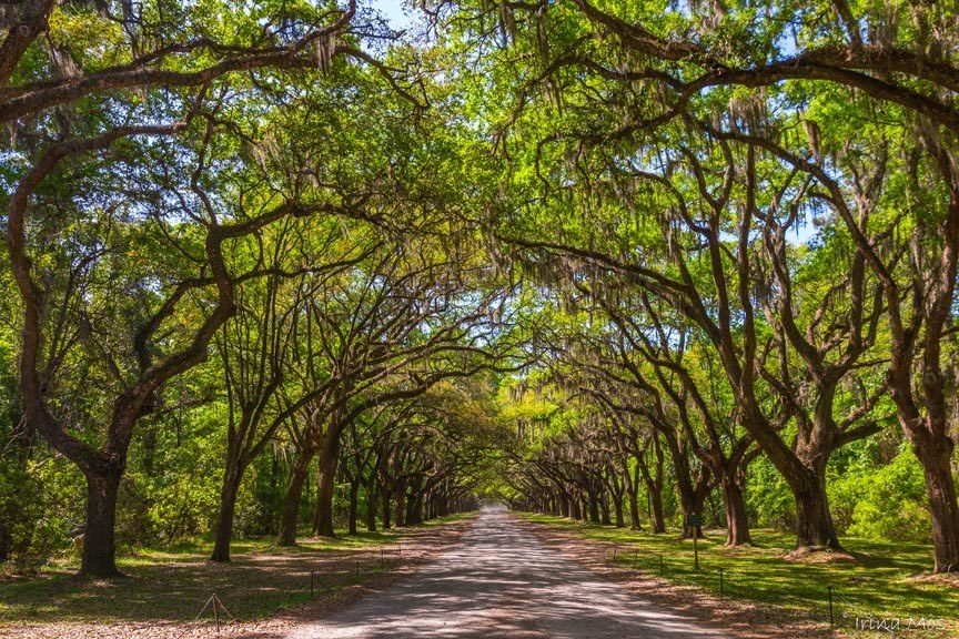 Wormslow Historic Site (Ancient Oak-Lined Approach)