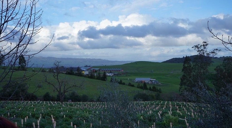 Azari Vineyards