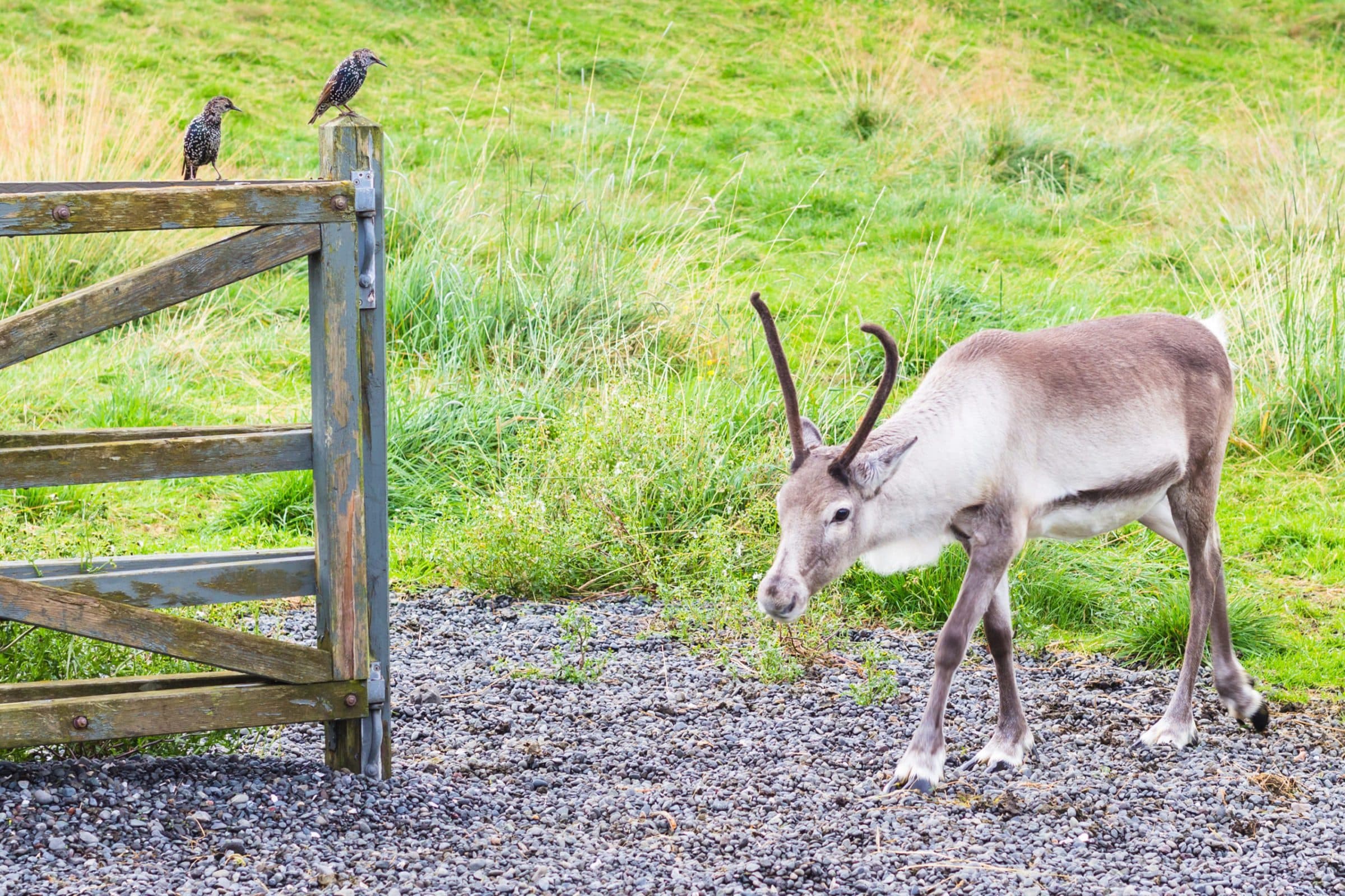 Reykjavik Zoo