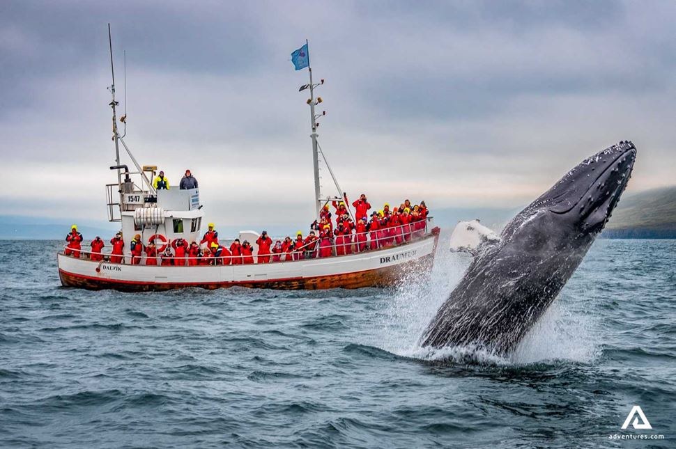 Whale Watching Tours
