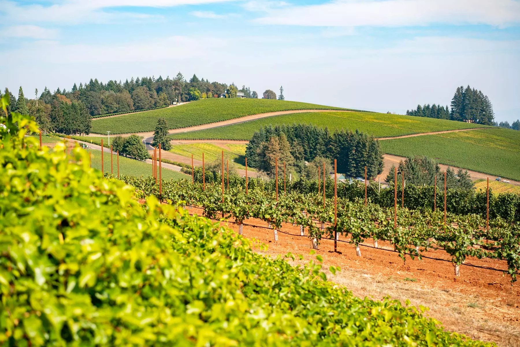 Willamette Valley Wine Tours — Pinot Noir Education with Small-Batch Producers
