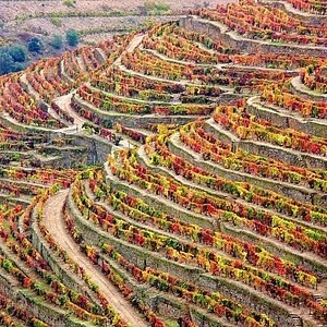 Verdiña Organic Vineyard & Wine Workshop
