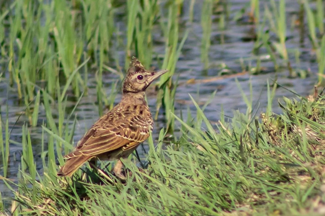 Nile Barrages Birdwatching & Wetland Ecology Tour
