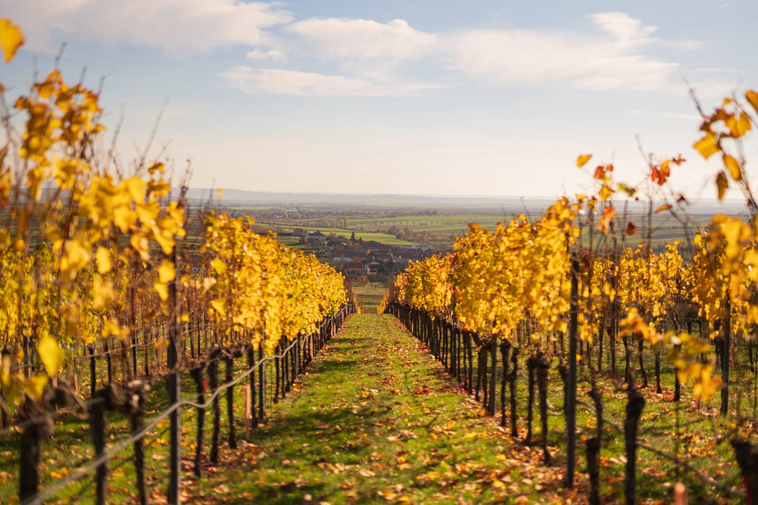 Breitenfurt Wine Estate & Biodynamic Vineyard Walk