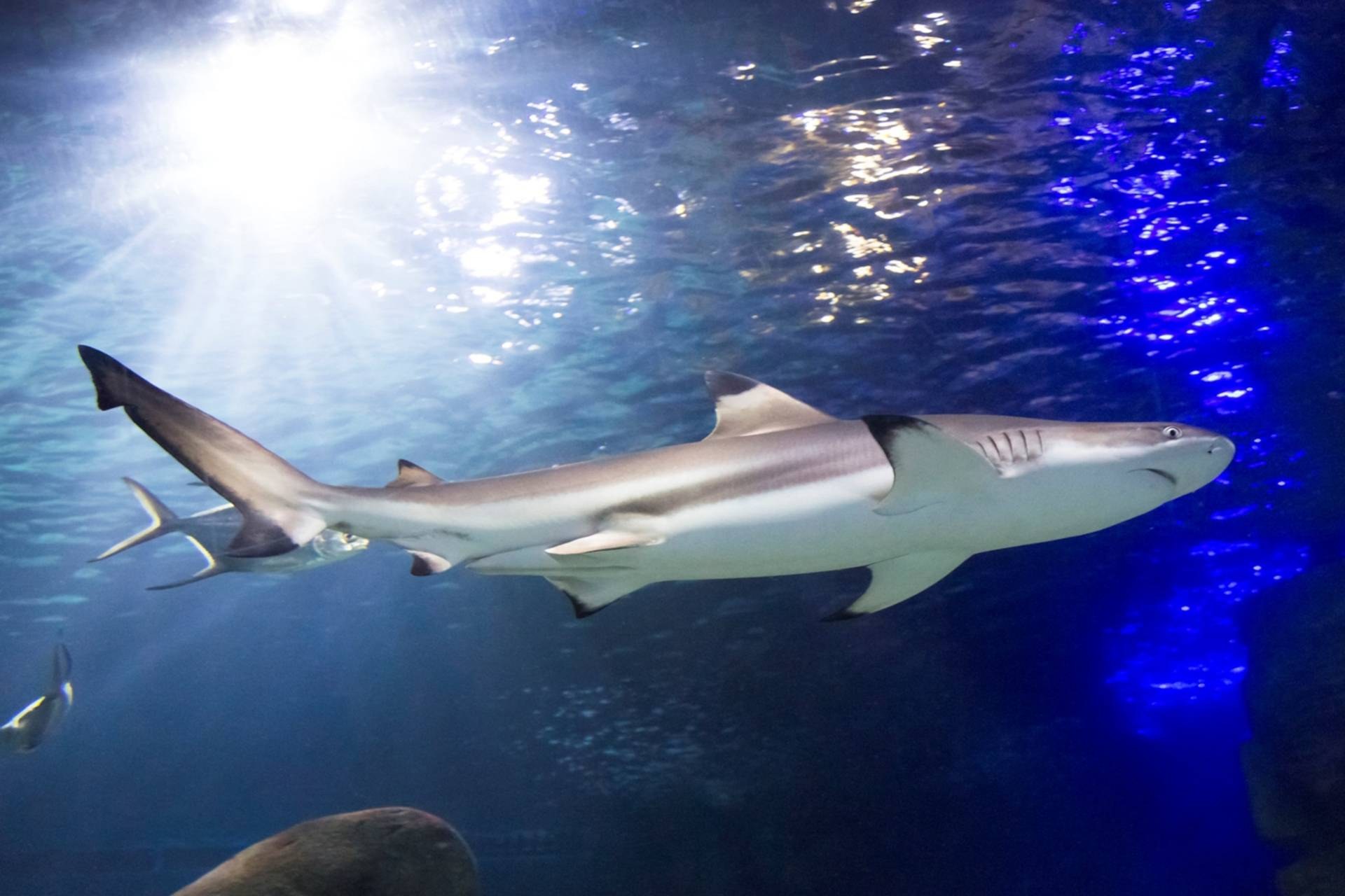 Sealife Munich