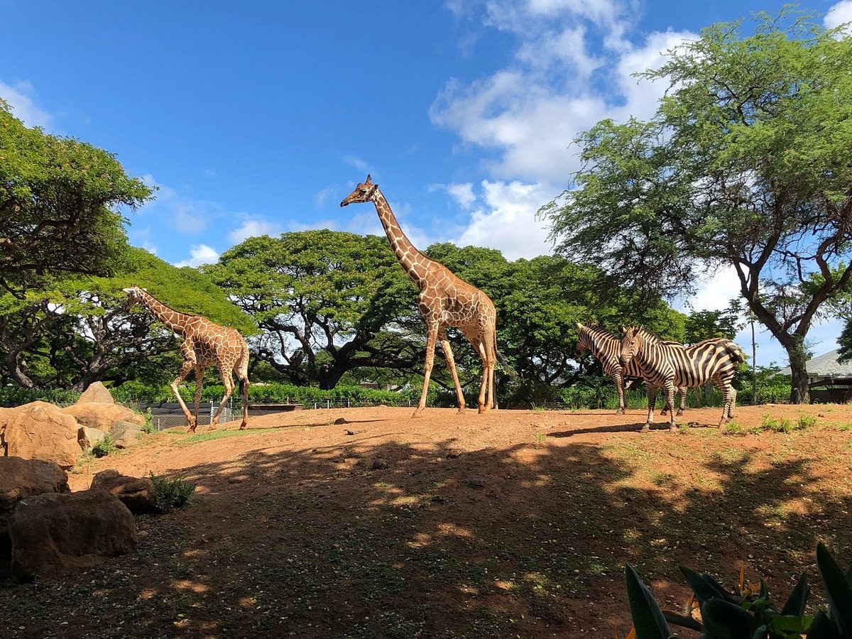 Honolulu Zoo
