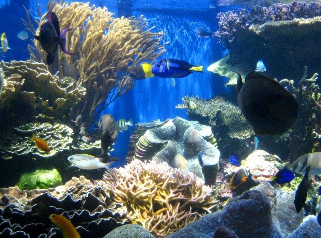 Waikiki Aquarium