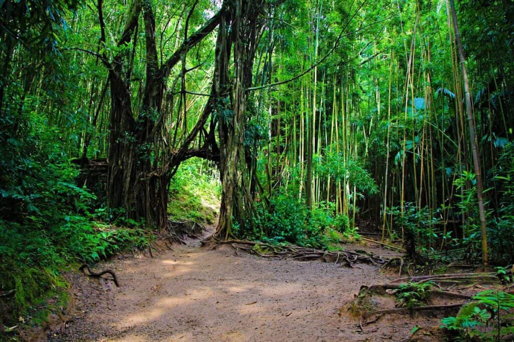 Manoa Falls Trail