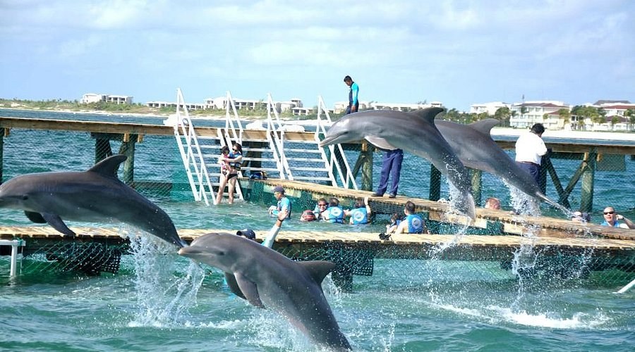 Dolphin Discovery