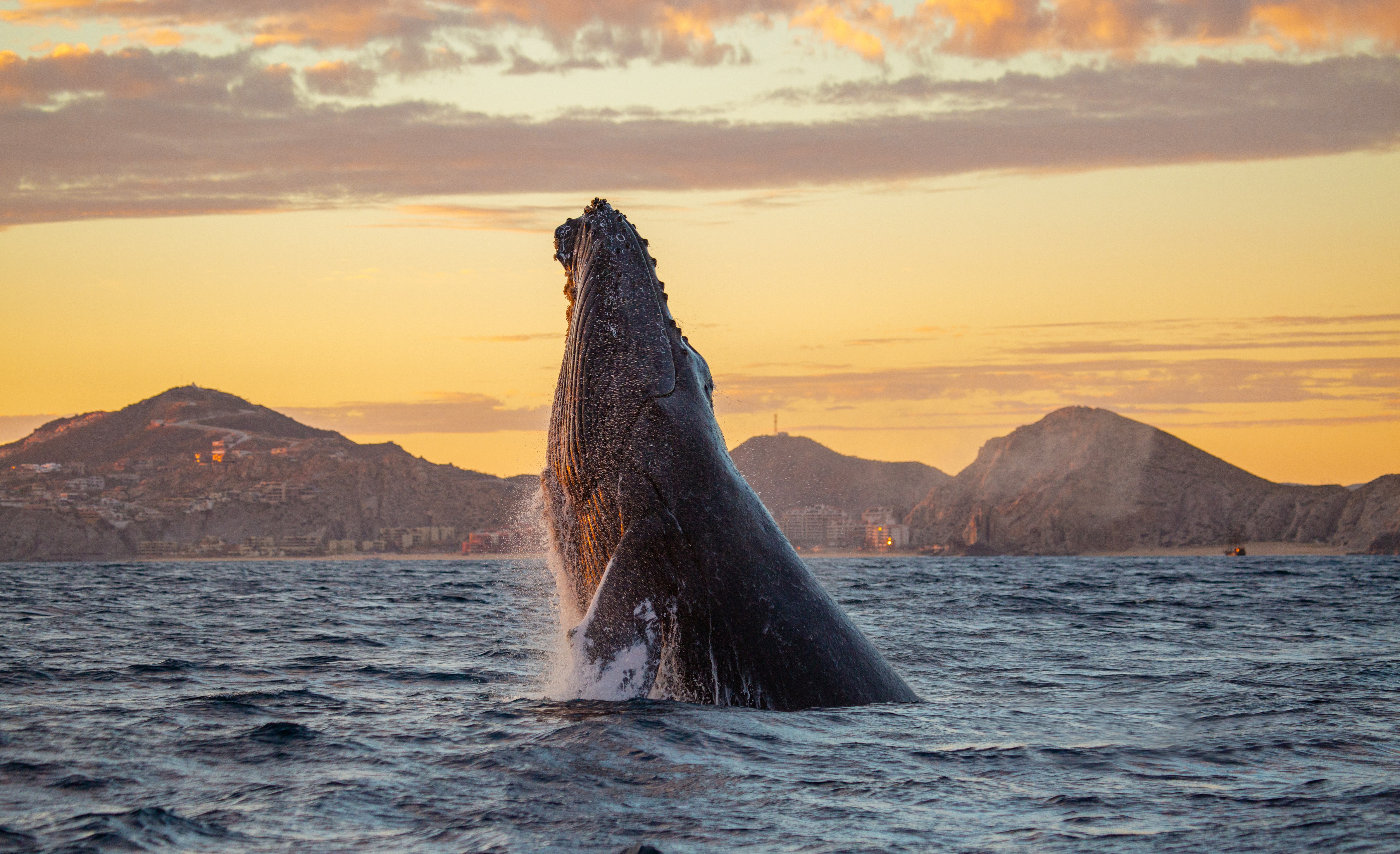 Los Cabos Whale Watching