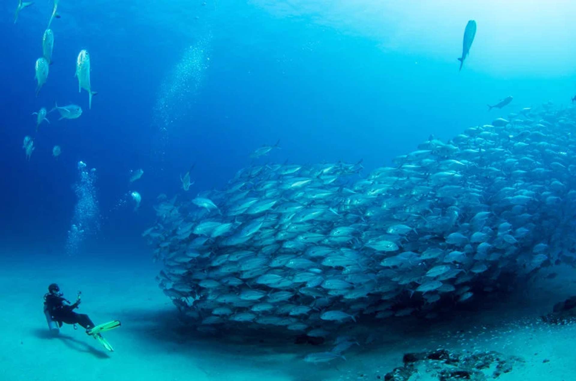 Cabo Pulmo Diving