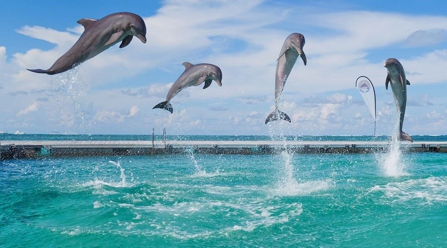Dolphin Island Park