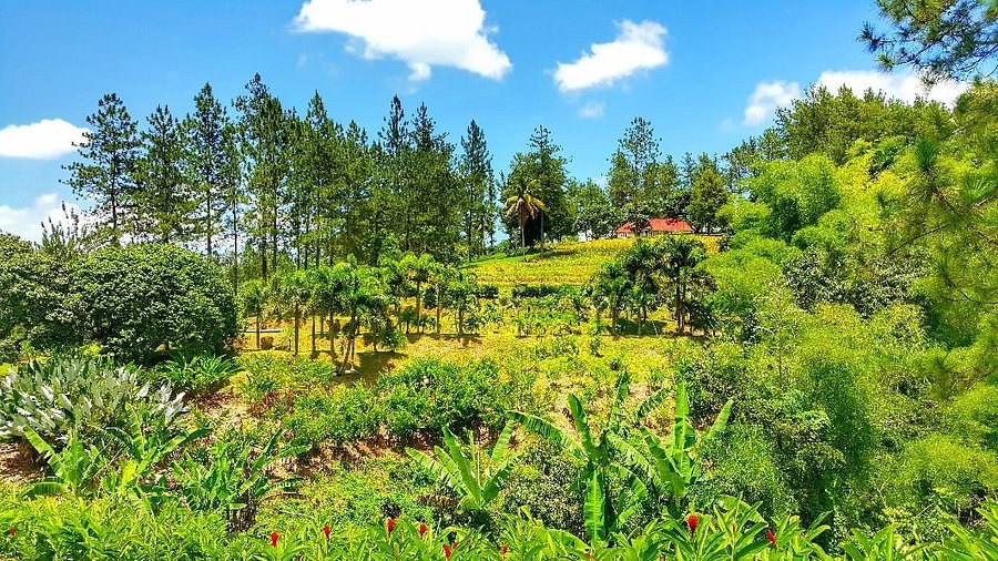 Croydon Plantation
