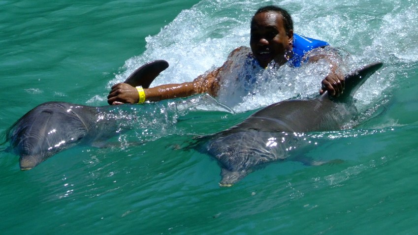 Snorkel with Dolphins