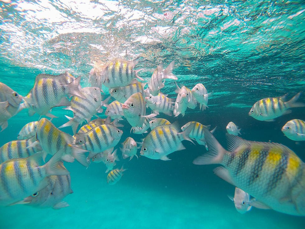 Aruba Aquarium