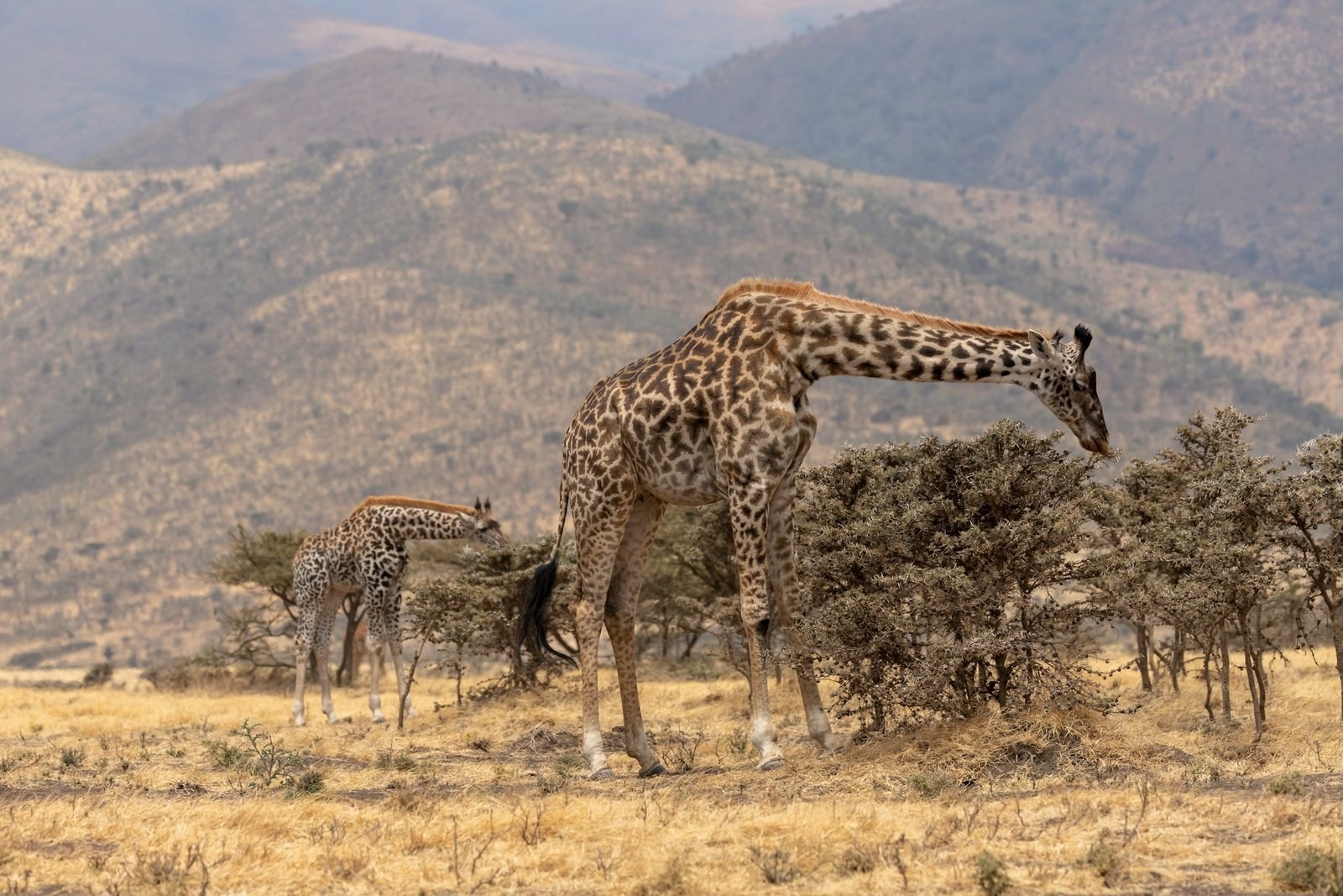 Serengeti-Style Big Five Safari from Zanzibar/Dar