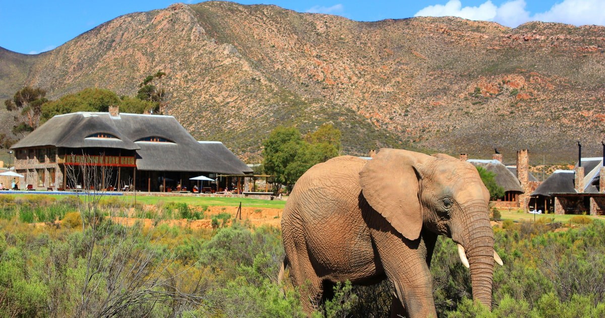 Serengeti-Style Big Five Safari from Cape Town
