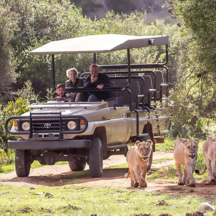 Private Safari Game Drive, Cape Town Region