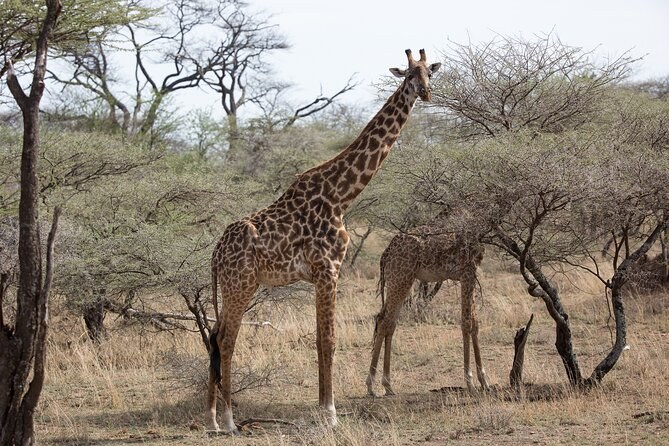 Serengeti-Style Private Safari Day, Cape Town Region